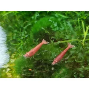 체리 새우 1마리