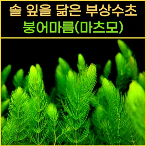 붕어마름 10줄기 부상수초 초보수초