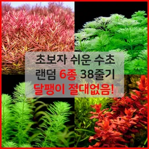 칸후 초보자 어항수초 6종 38줄기 (랜덤)
