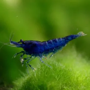 극상 블루벨벳새우 1마리