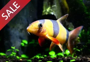 [세일행사] 크라운 로치 (5cm 전후)