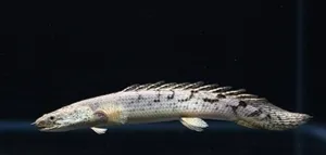 폴립테루스 데르헤지 (20~22cm 전후)
