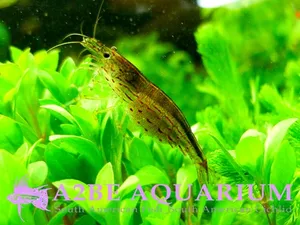 큰 이끼제거 야마토 새우 성비 / 2-3cm/ 10마리 세트
