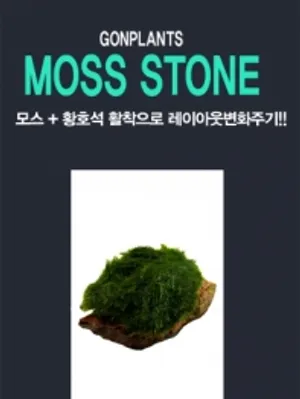 황호석 모스활착스톤(소) Size 2cm-4cm 1개(음성수초 초보수초 이끼)