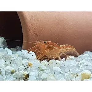 미니 오렌지 가재 1마리